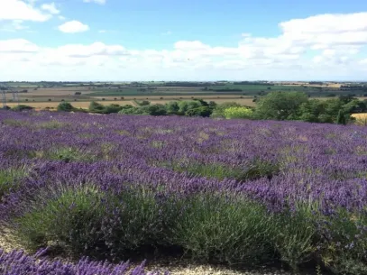 Yorkshire Lavender
