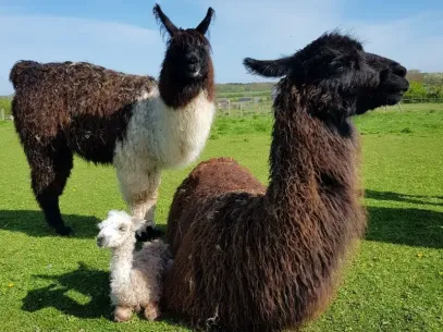 West Wight Alpacas and llamas