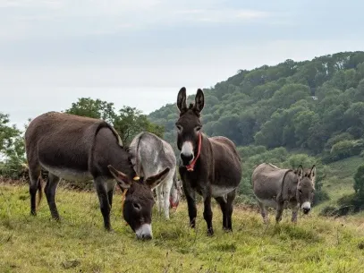 The Donkey Sanctuary - Sidmouth
