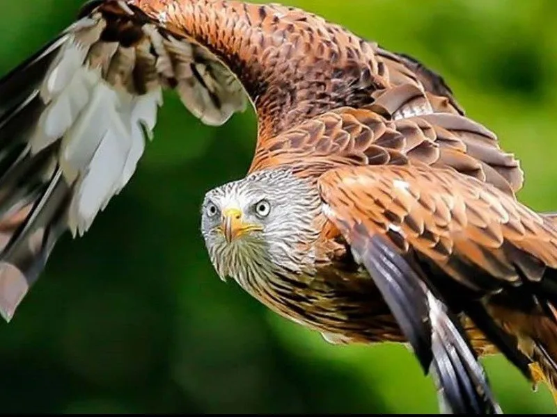 Visit The British Bird Of Prey Centre