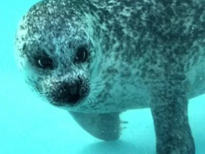 Natureland Seal Sanctuary Skegness