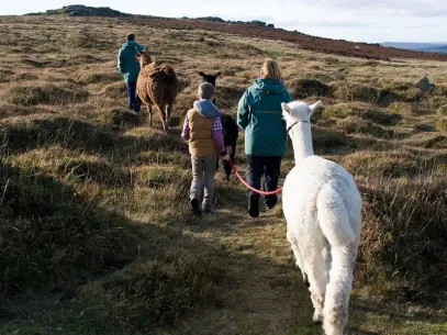 Dartmoor Llama Walks