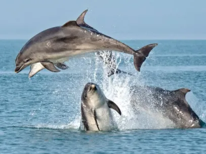 Dolphin Spotting Boat Trips