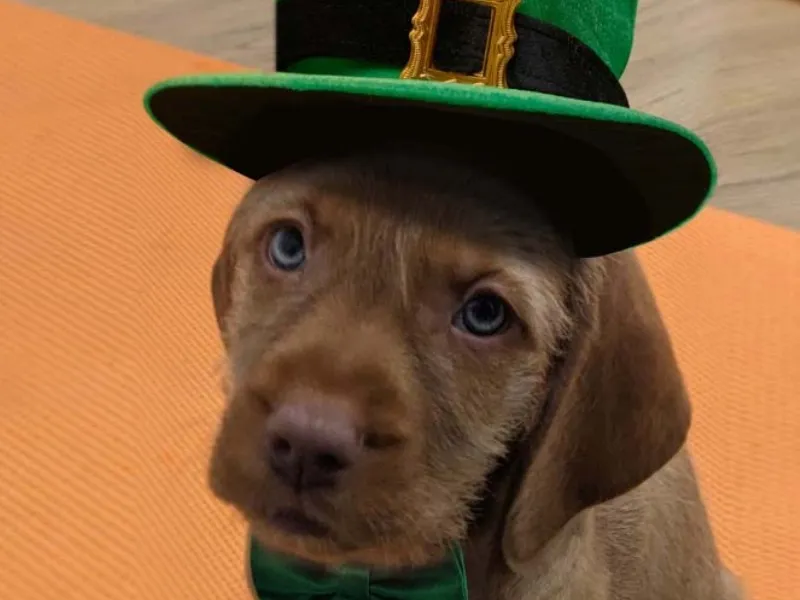 Puppy Yoga St Patrick's Day, Manchester